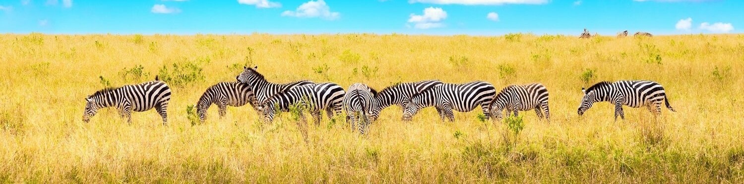 African Safari Landscape